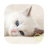Cat Ringtones icon