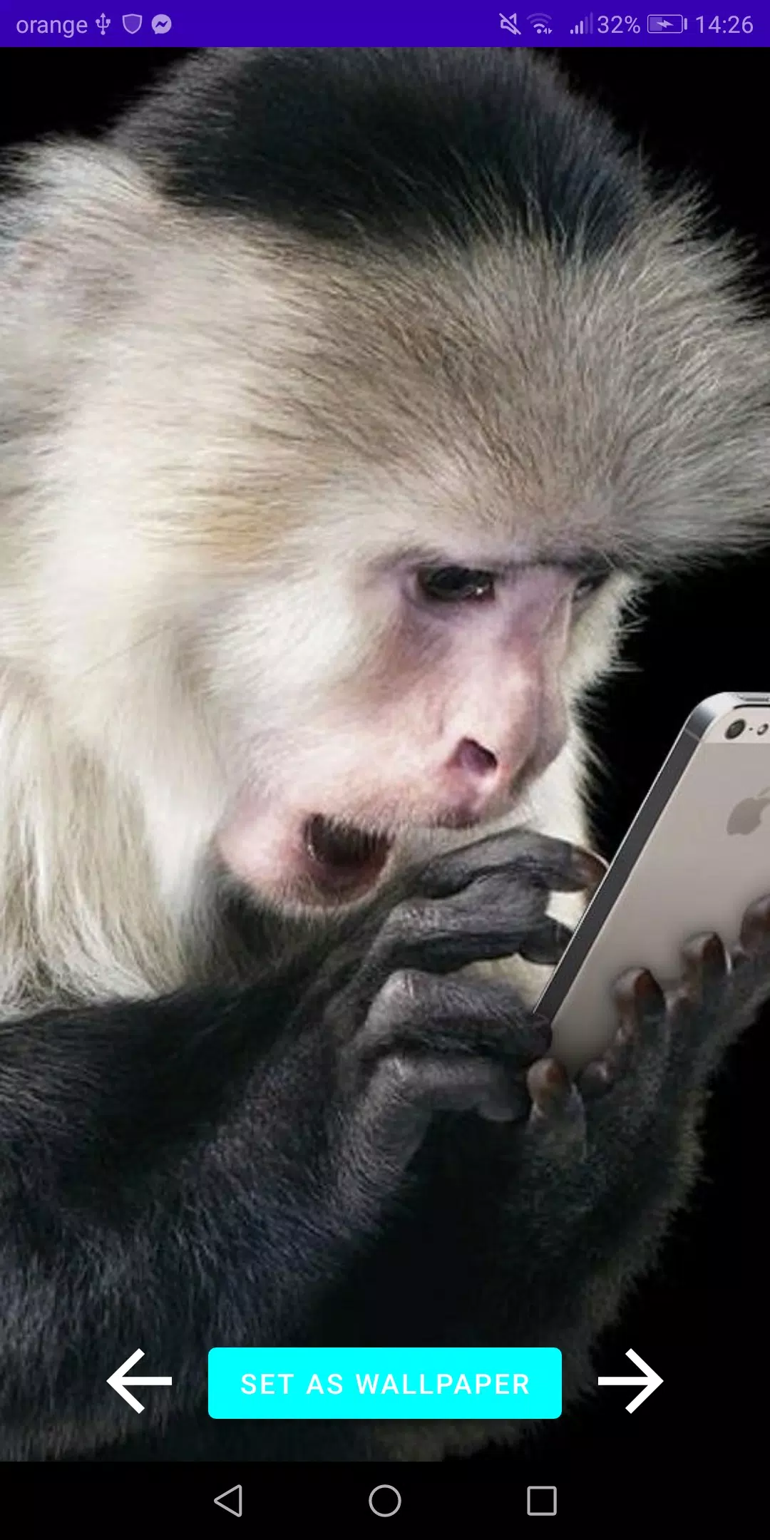 Funny Monkey Wallpapers APK for Android Download