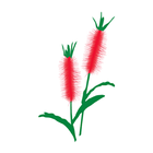 Australiana Easy icon
