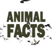Animal Facts-icoon