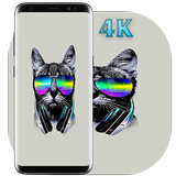 Cute Cat Wallpapers HD icône