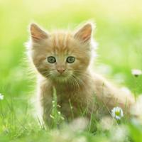 Rompecabezas: gatitos lindos Poster