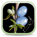 NZ Coprosma Key APK