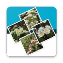 Key to the Cassinia group APK
