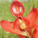 Chikanda Orchid Key APK
