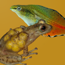 Anfíbios do Quadrilátero APK