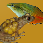 Anfíbios do Quadrilátero icon