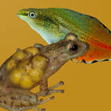 Anfíbios do Quadrilátero icon
