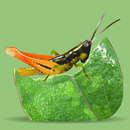 Grasshoppers of the Western US APK