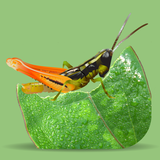 Grasshoppers icon