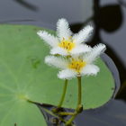 Icona Aquarium & Pond Plant ID