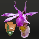 DenaliFlora icon