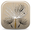 Federal Noxious Weeds Key