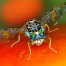 Key selected fruitflies Africa APK
