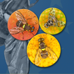 Key important fruit flies EU