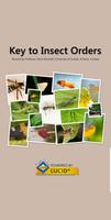 Key to Insect Orders – Revised Affiche