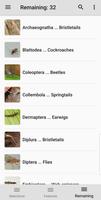 Key to Insect Orders – Revised 截图 3