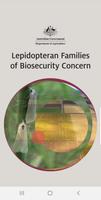 Lepidopteran Families Affiche