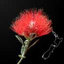 NZ Myrtaceae Key APK