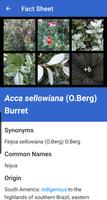 NZ Myrtaceae Key screenshot 2