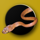 Australian Snake ID-icoon