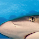 Queensland Shark and Ray ID to APK
