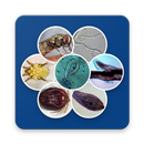 Sheep Parasites APK