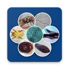 Sheep Parasites icon