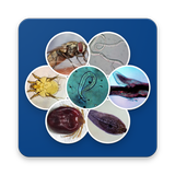 Sheep Parasites icon