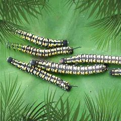 Baixar Pacific Pests Pathogens Weeds APK