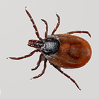 Key to Bloodsucking Insects in icon