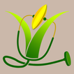 Rice Doctor Tagalog icon