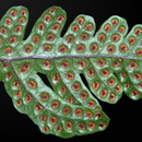Australian Tropical Ferns APK