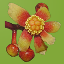 RFK Edition 8 APK