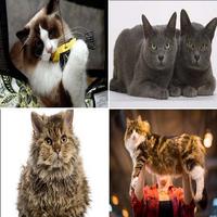 Complete Cat Breeds plakat