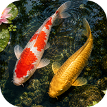 Koi Pond - 3D Live Wallpaper