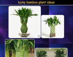 lucky bamboo plant ideas Affiche