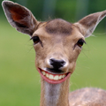 Deer Simulator - Escape Zoo