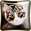 Funny Cat Live Wallpaper