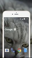 Cute Cat Live Wallpaper Plakat