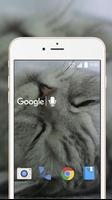 Cute Cat Live Wallpaper Screenshot 1