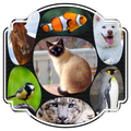 Guess the Animal