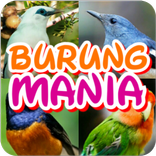 Burung Mania : Si Master Burung