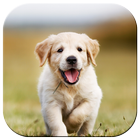 Puppy Wallpaper Zeichen