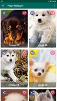 Puppy Wallpaper Screenshot 2