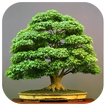 Bonsai Design Ideas