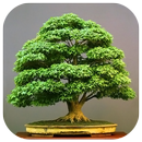 Bonsai Design Ideas APK