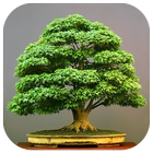 Bonsai Design Ideas иконка