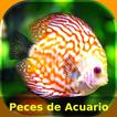 Peces de Acuario