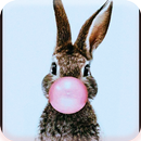 APK Kelinci Paling imut Wallpaper